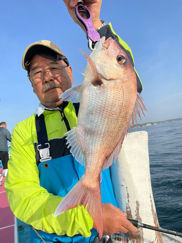 マダイの釣果