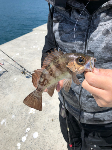 メバルの釣果