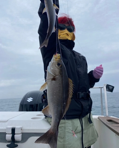 イサキの釣果