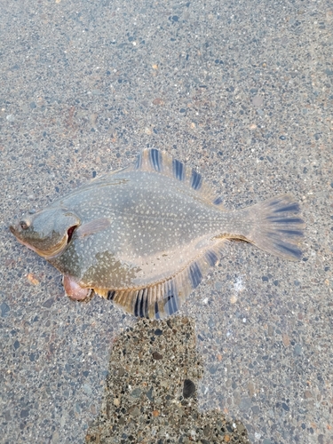 カレイの釣果