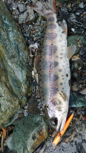 アマゴの釣果