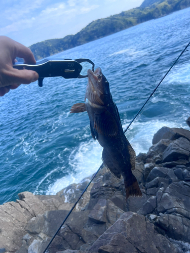 アイナメの釣果