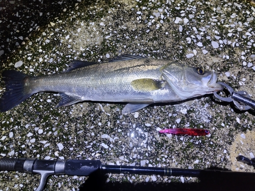 マルスズキの釣果