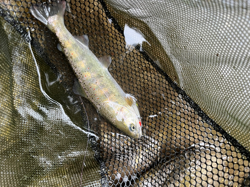 アマゴの釣果