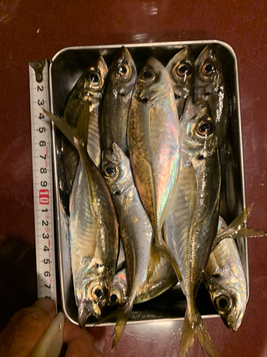 アジの釣果