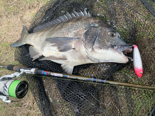 チヌの釣果