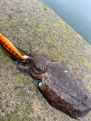 コウイカの釣果