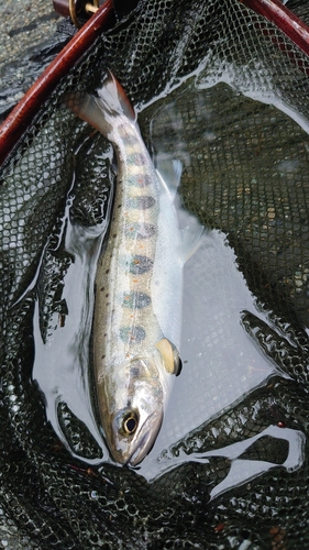 アマゴの釣果