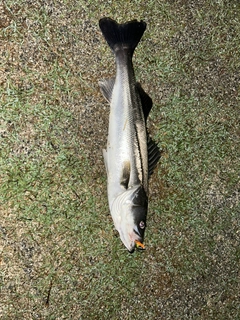 フッコ（マルスズキ）の釣果