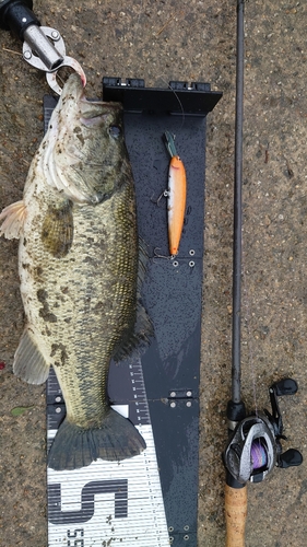 ブラックバスの釣果