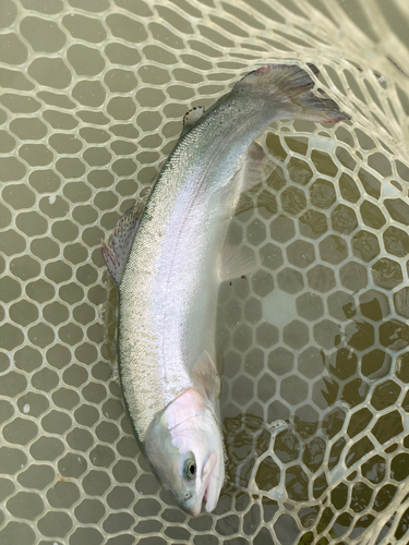 FISH UP 秋川湖