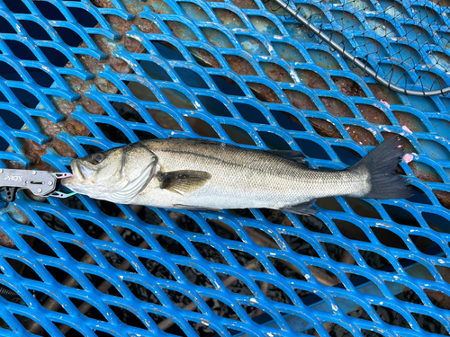 フッコ（マルスズキ）の釣果