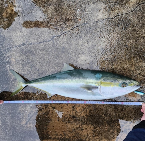 ブリの釣果