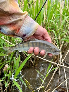 ヤマメの釣果