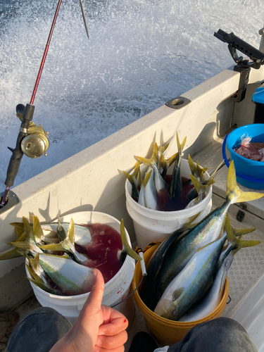 ハマチの釣果