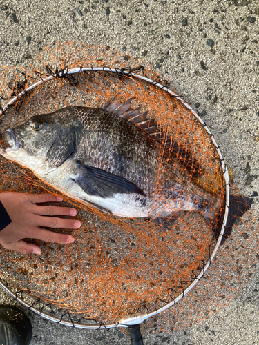 チヌの釣果