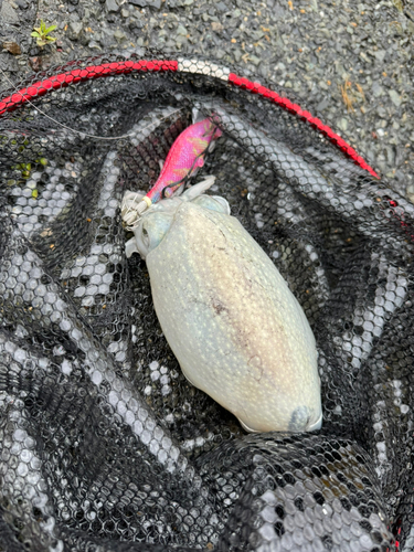 シリヤケイカの釣果