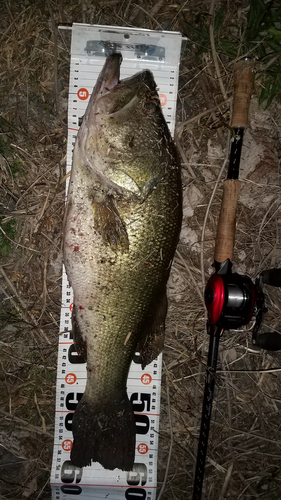 ブラックバスの釣果