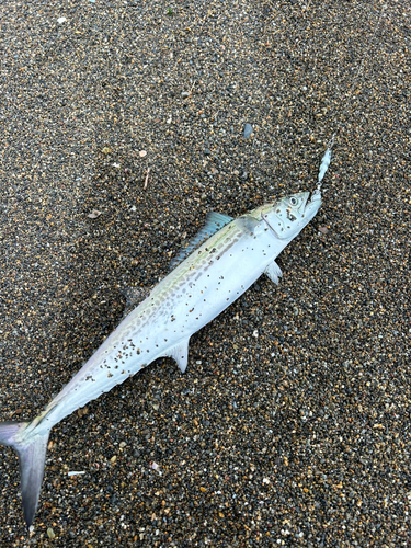 サゴシの釣果