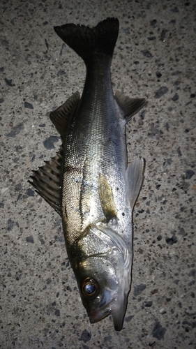 セイゴ（マルスズキ）の釣果