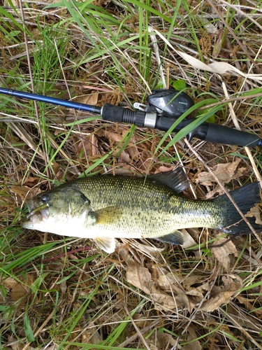 ラージマウスバスの釣果