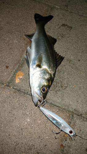 シーバスの釣果