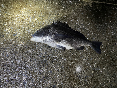 チヌの釣果