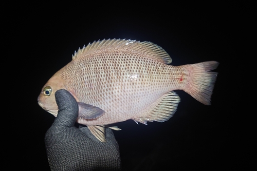 メジナの釣果