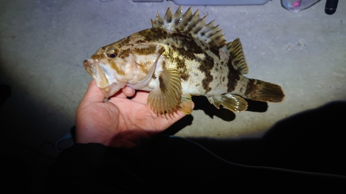 ベッコウゾイの釣果