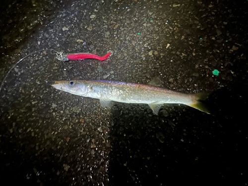 カマスの釣果