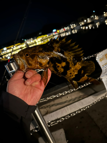 ベッコウゾイの釣果