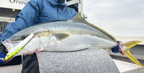 ヒラマサの釣果