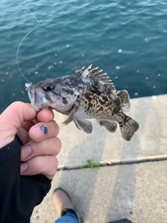 クロソイの釣果