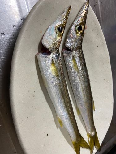 カマスの釣果