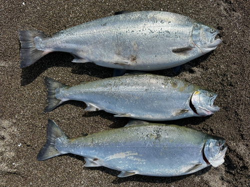 サクラマスの釣果