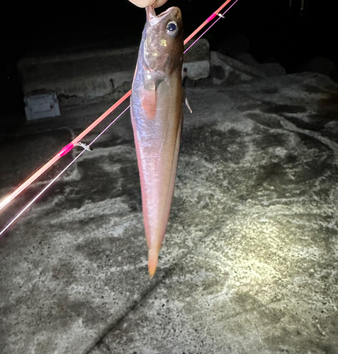 ドンコの釣果