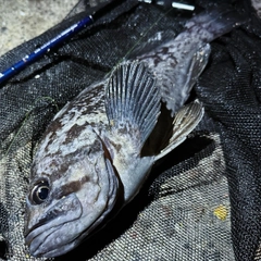 クロソイの釣果