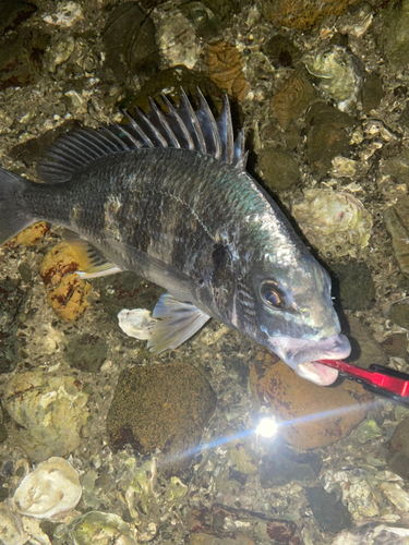 キビレの釣果