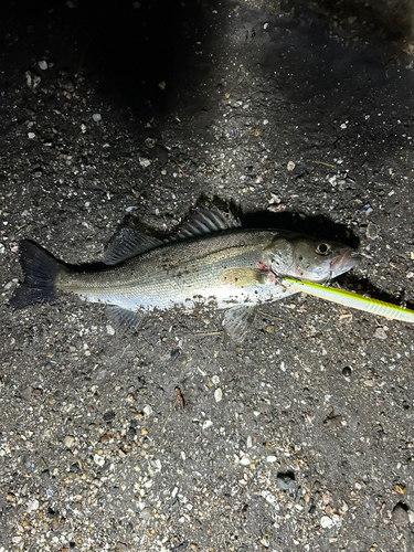 セイゴ（マルスズキ）の釣果