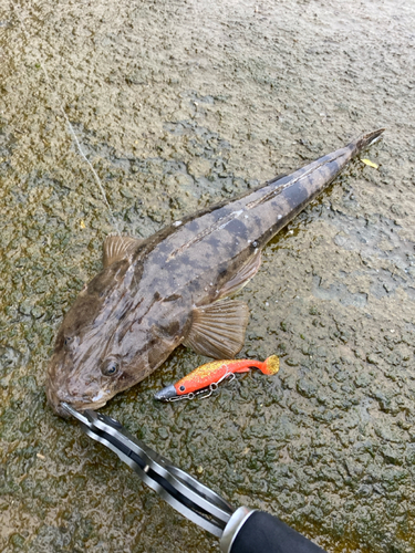 マゴチの釣果