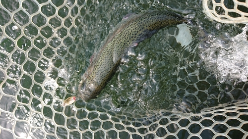 ニジマスの釣果