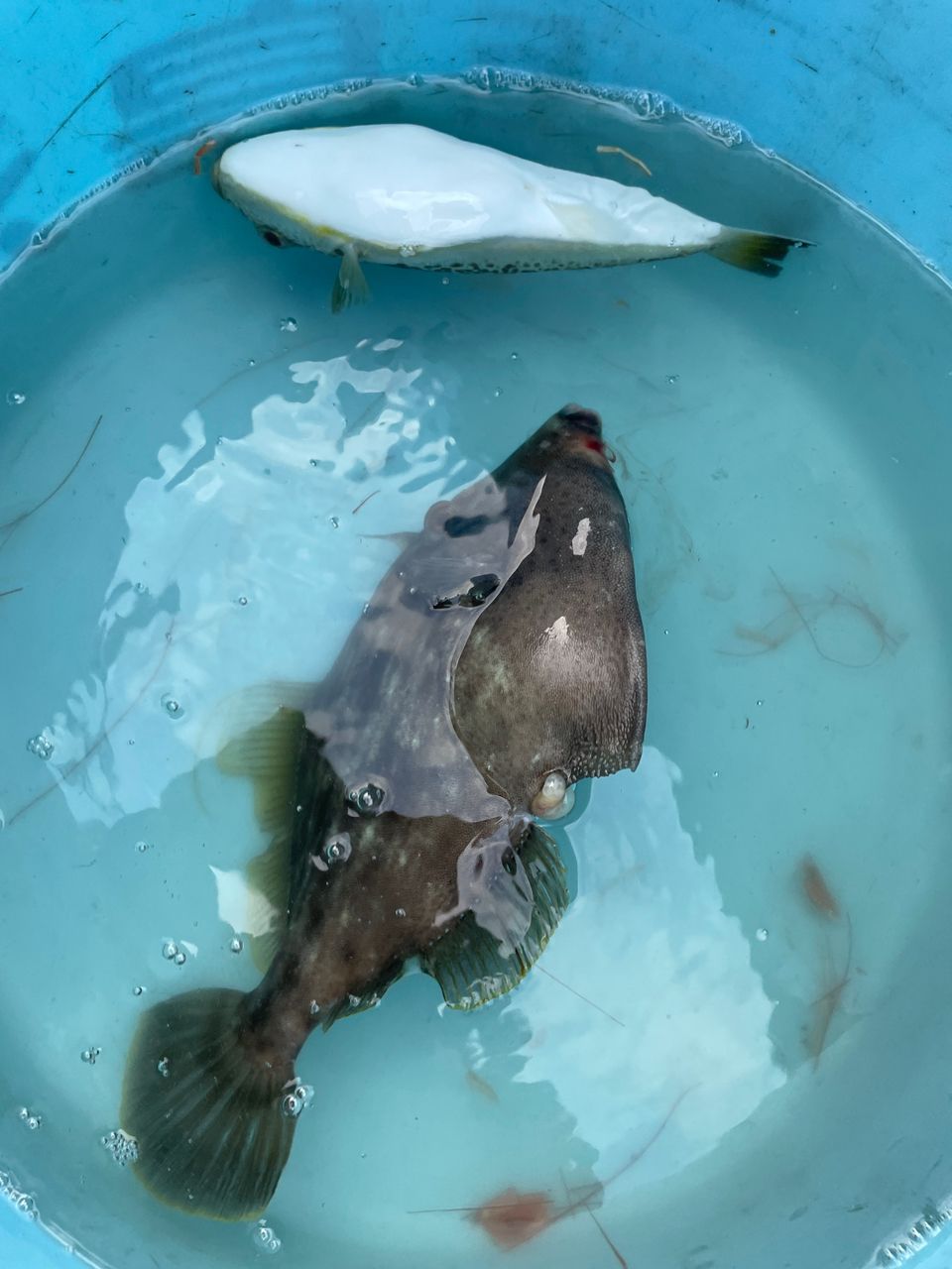 釣りキチ爺さんスーさんの釣果 3枚目の画像