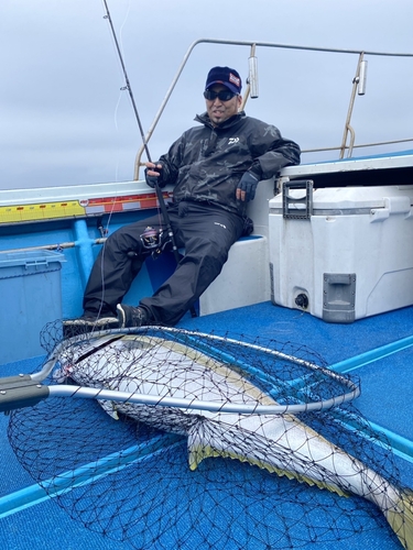 ヒラマサの釣果