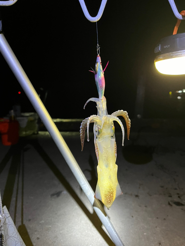 マメイカの釣果