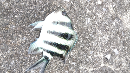 ロクセンスズメダイの釣果