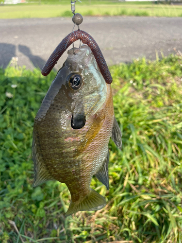 ブルーギルの釣果