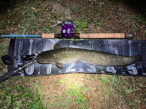 ナマズの釣果