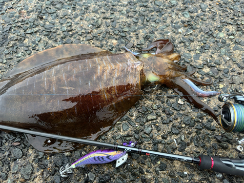 アオリイカの釣果