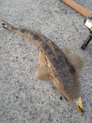 マゴチの釣果