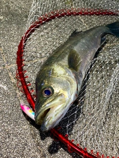 フッコ（マルスズキ）の釣果